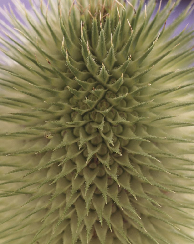 Detail of green thistle by Anonymous