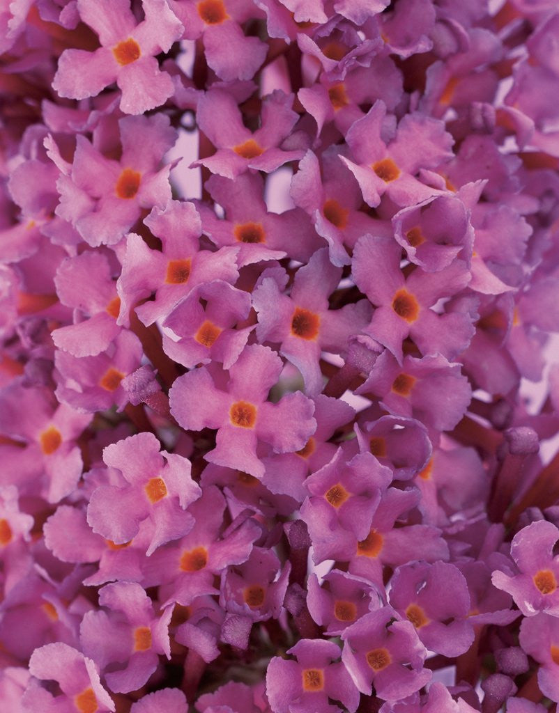 Detail of phlox flowers by Anonymous