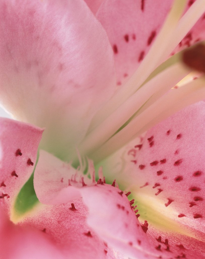 Detail of oriental lily detail by Anonymous