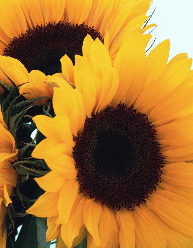 bunch of sunflowers by Corbis