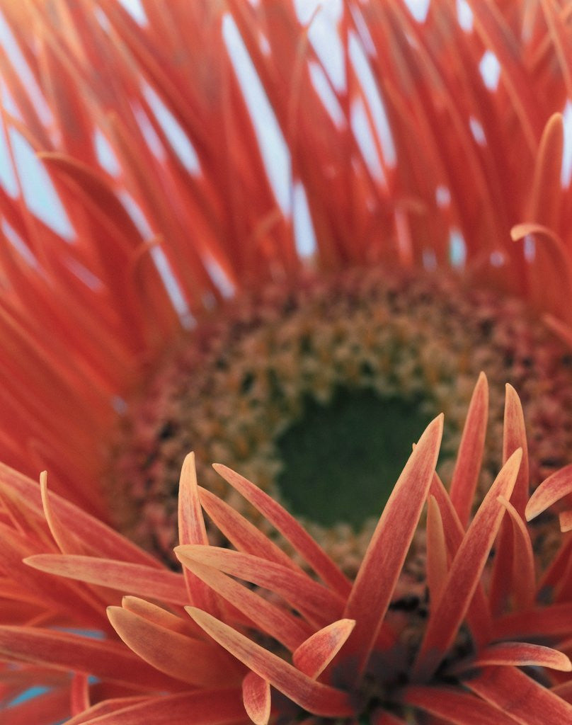 Detail of Gerbera Daisy by Anonymous