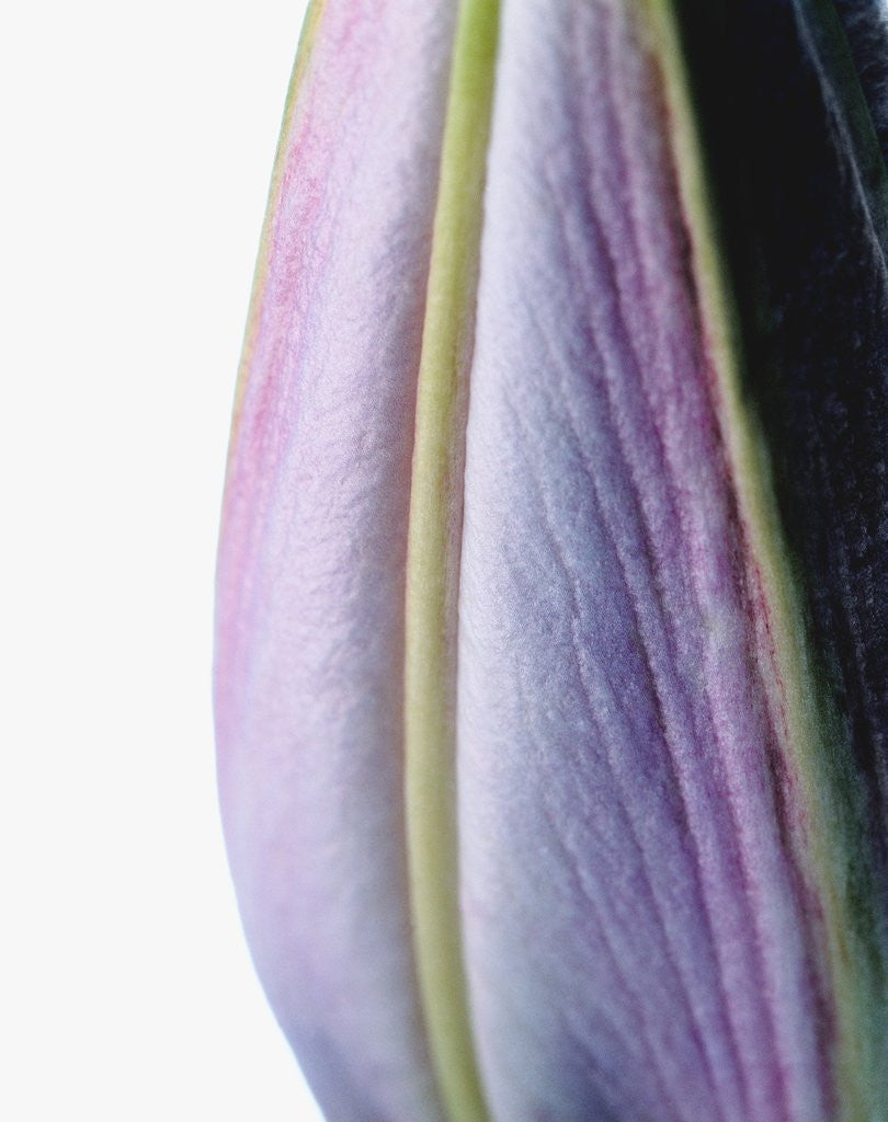 Detail of Closed Lily Head by Corbis