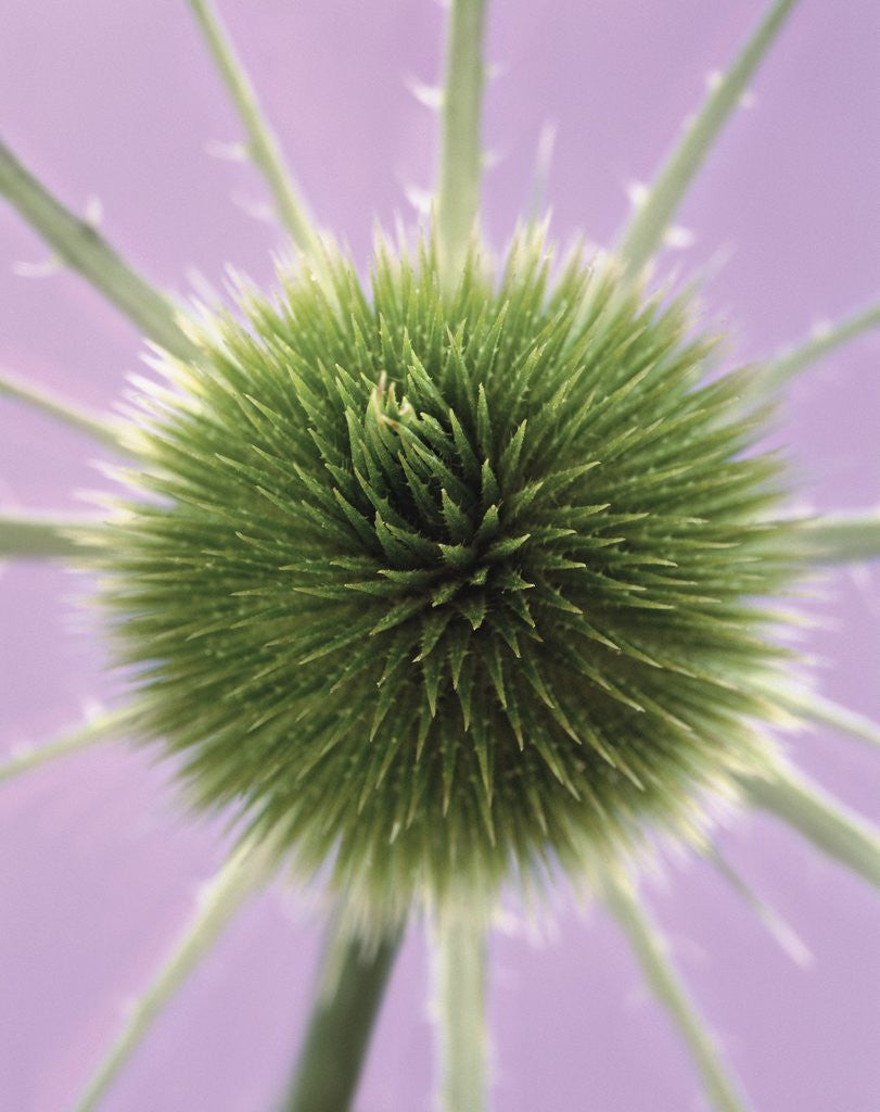 Detail of Green Thistle by Anonymous