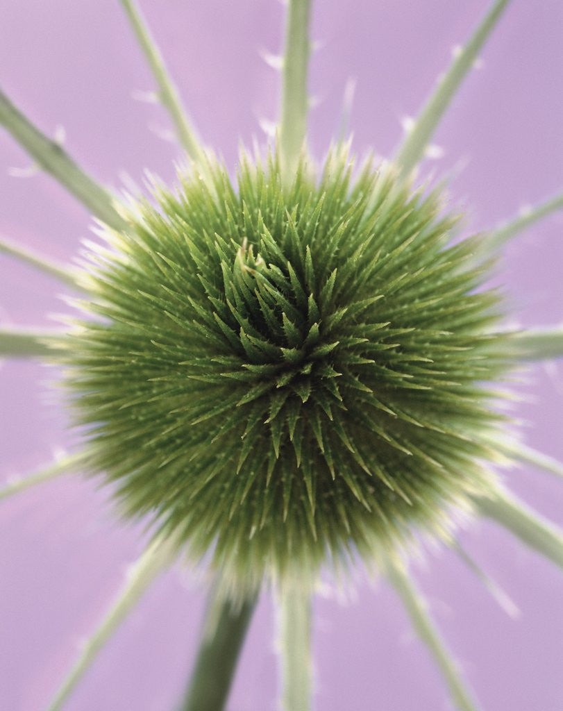 Detail of Green Thistle by Corbis