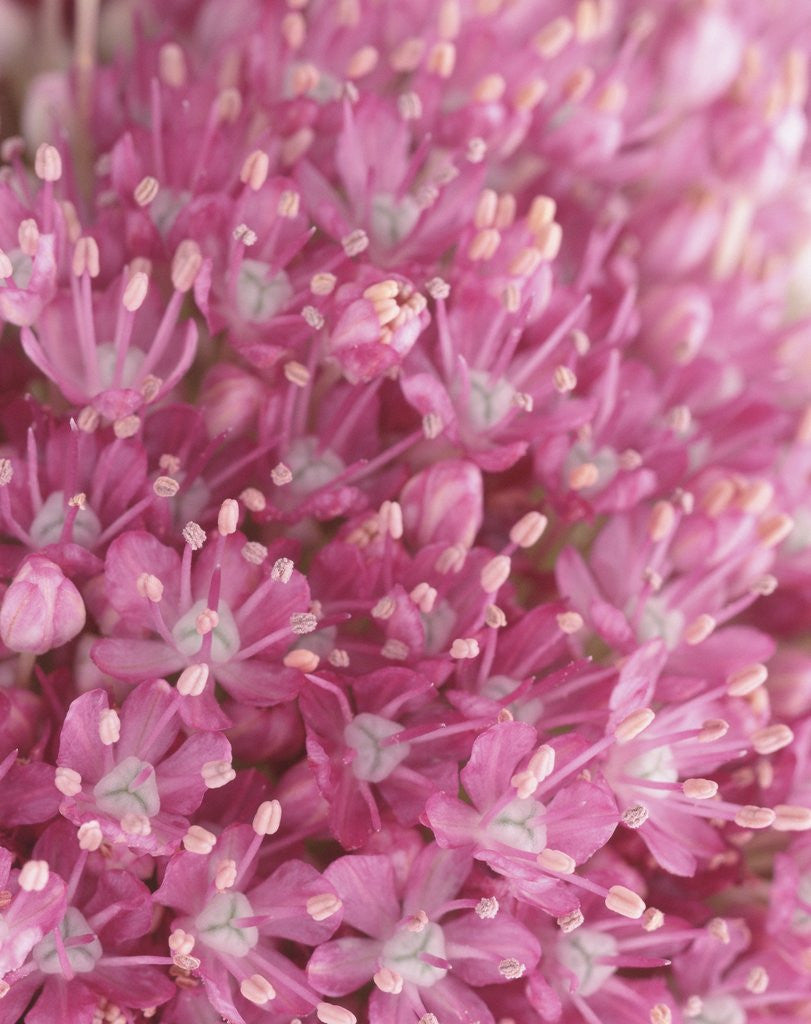 Detail of Flowering Allium Plant by Anonymous