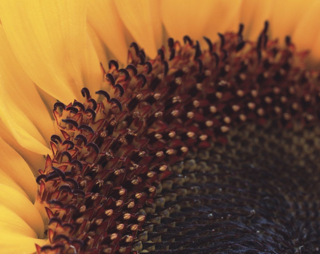 Detail of Sunflower Sepals by Corbis