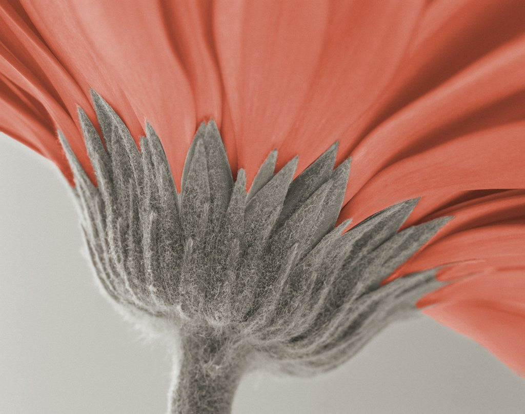 Detail of close up image of a gerbera daisy by Corbis
