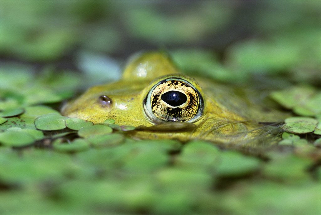 Detail of Edible Frog by Anonymous