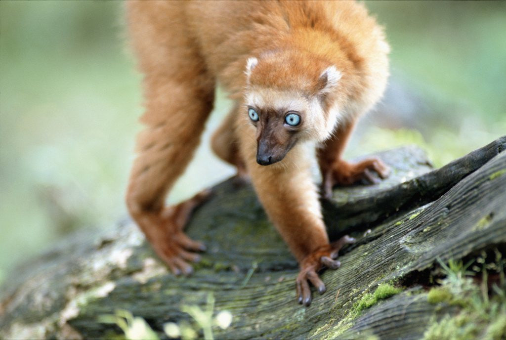 Detail of Blue Eyed Lemur by Anonymous