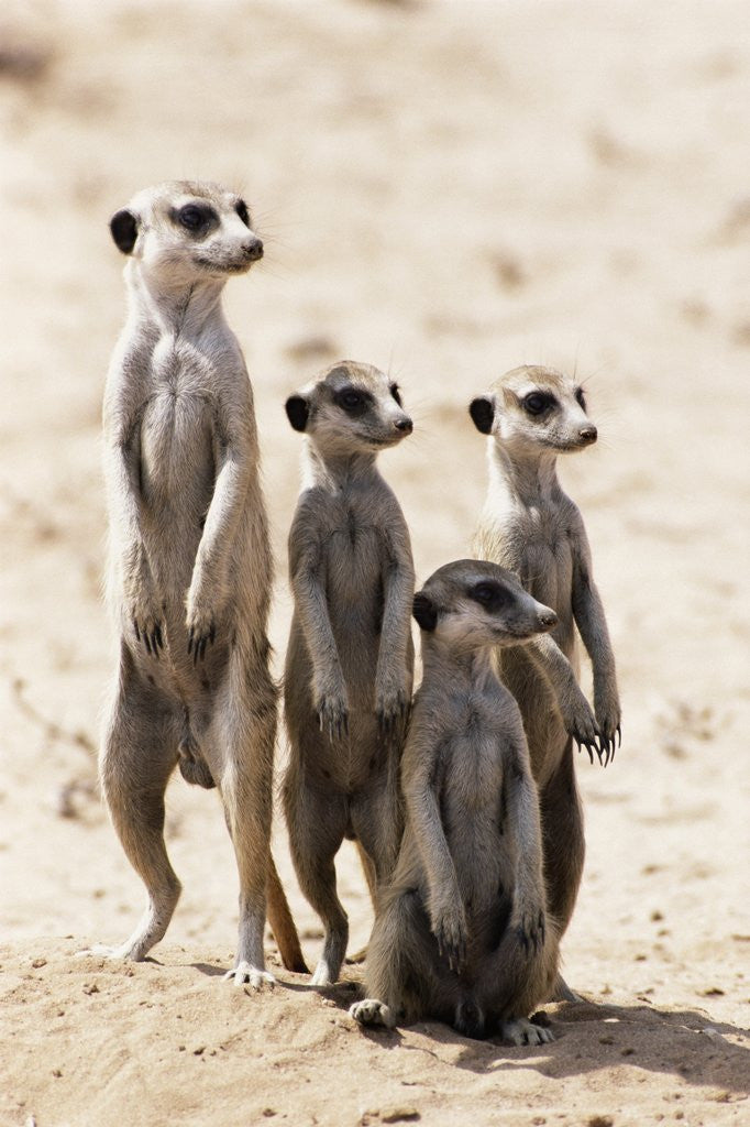Detail of Meerkats by Anonymous