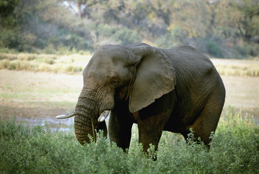 Detail of African Elephant by Corbis