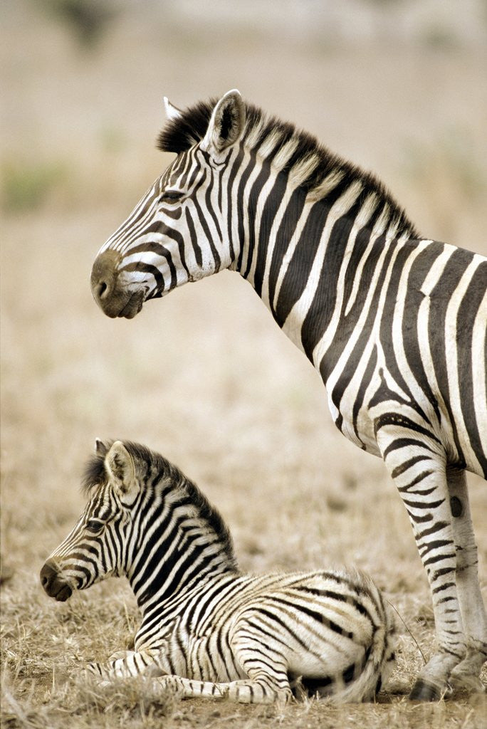 Detail of Burchell's Zebra by Anonymous