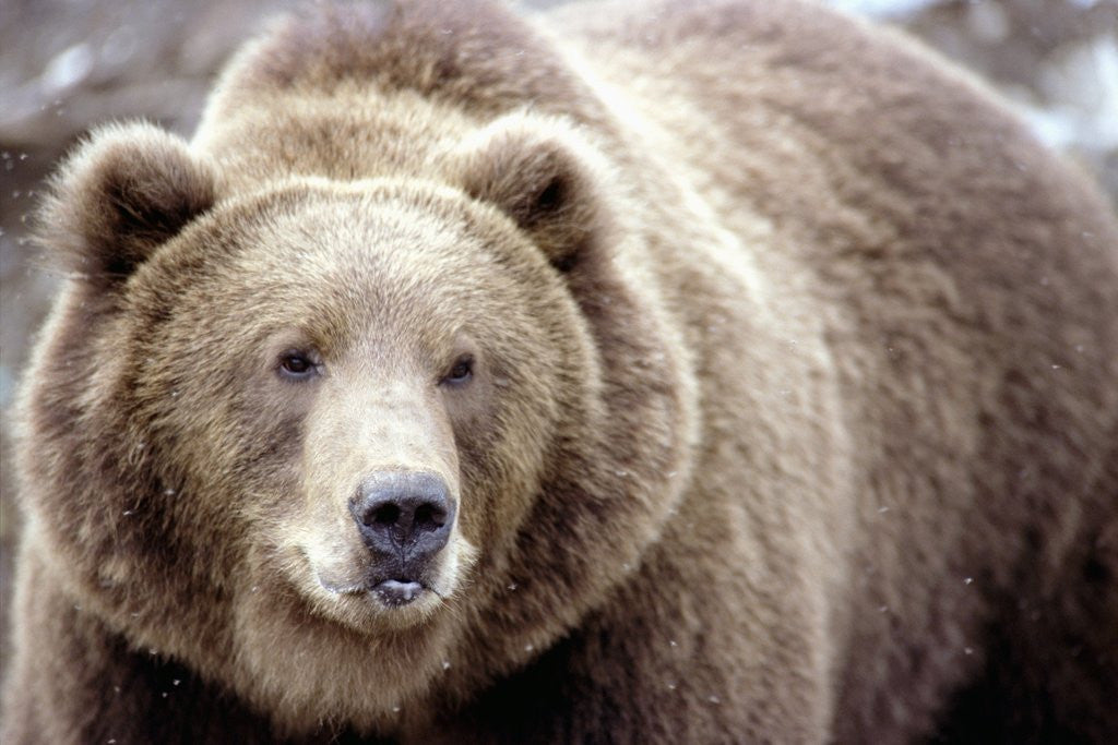 Detail of Kodiak Bear by Anonymous