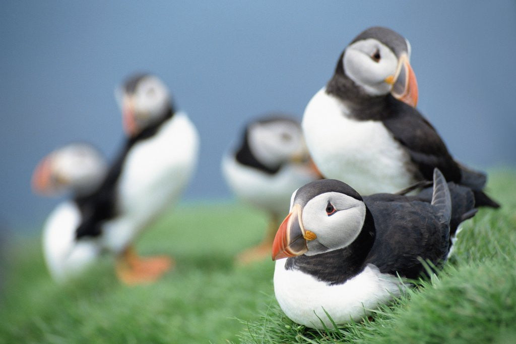 Detail of Puffins on Grass by Corbis