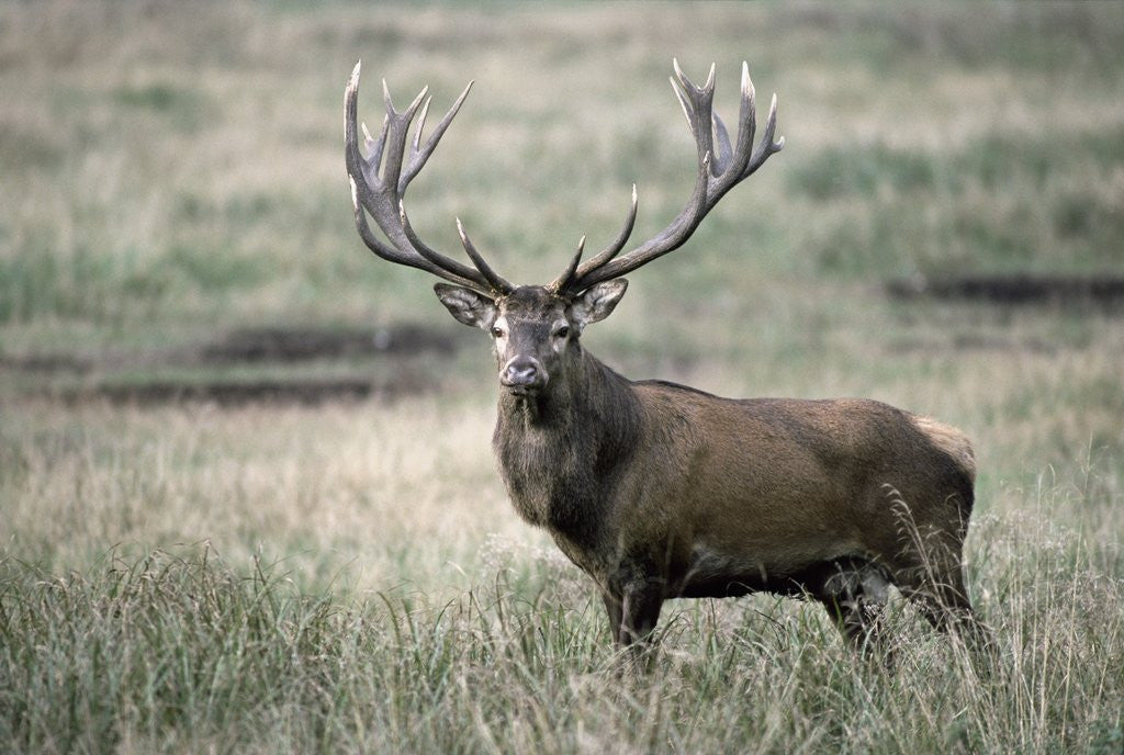 Detail of Red Deer by Anonymous