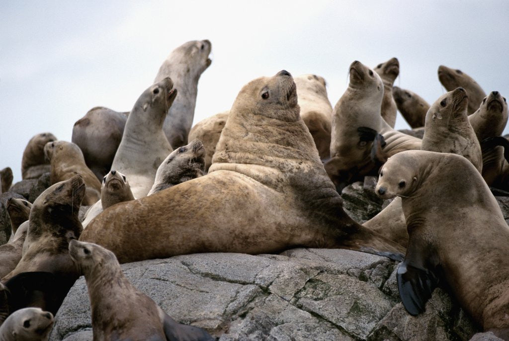 Detail of Stellar Sea Lions on Rock by Anonymous