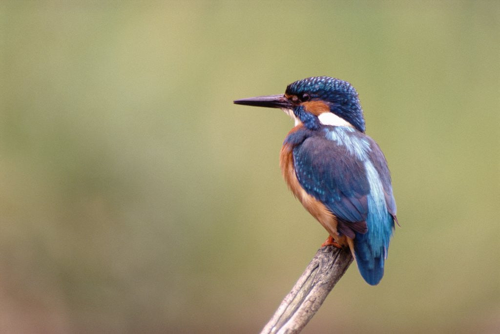 Detail of Common Kingfisher by Anonymous