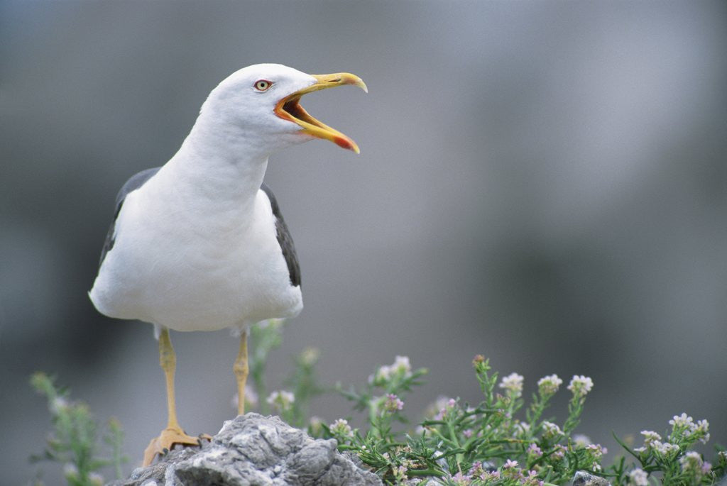 Detail of Lesser Black-Backed Gull by Anonymous