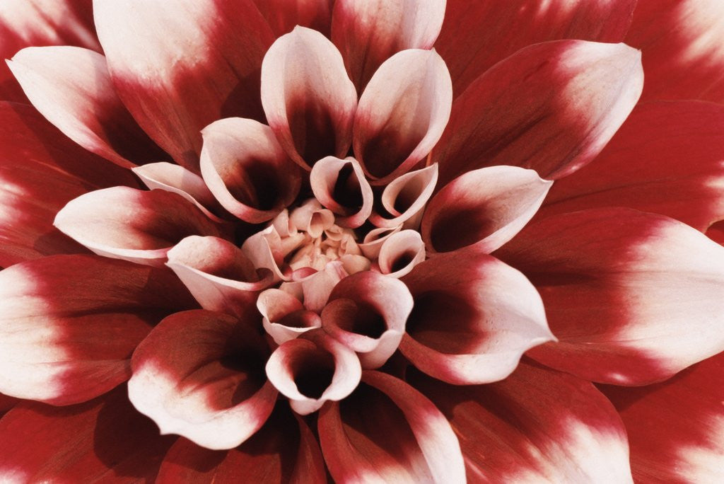 Detail of Dahlia by Anonymous