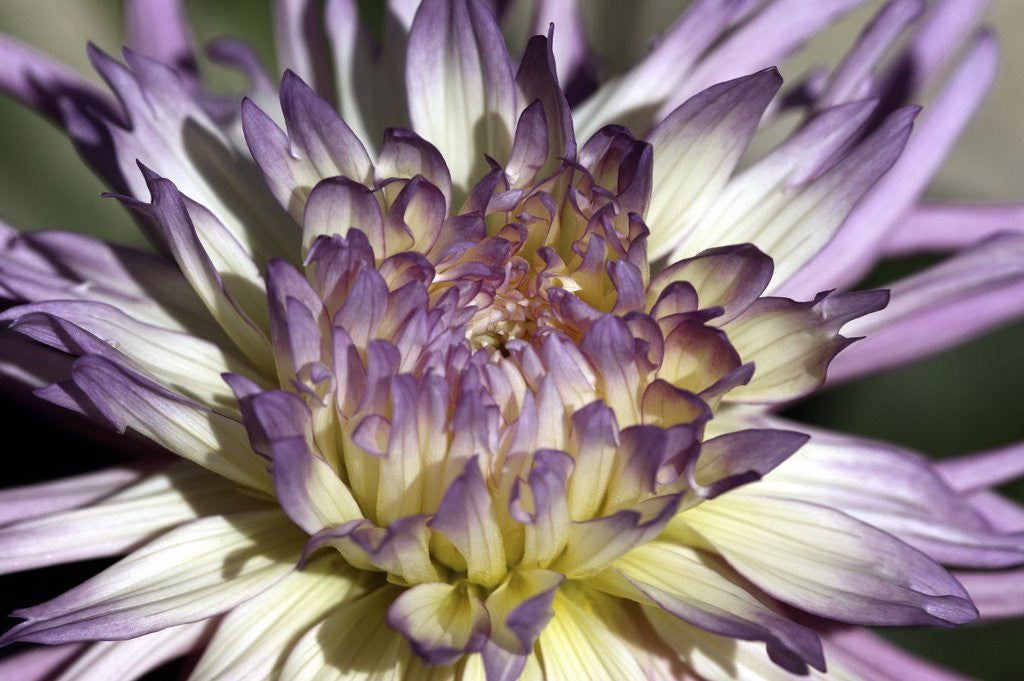 Detail of Chrysanthemum in Bloom by Anonymous