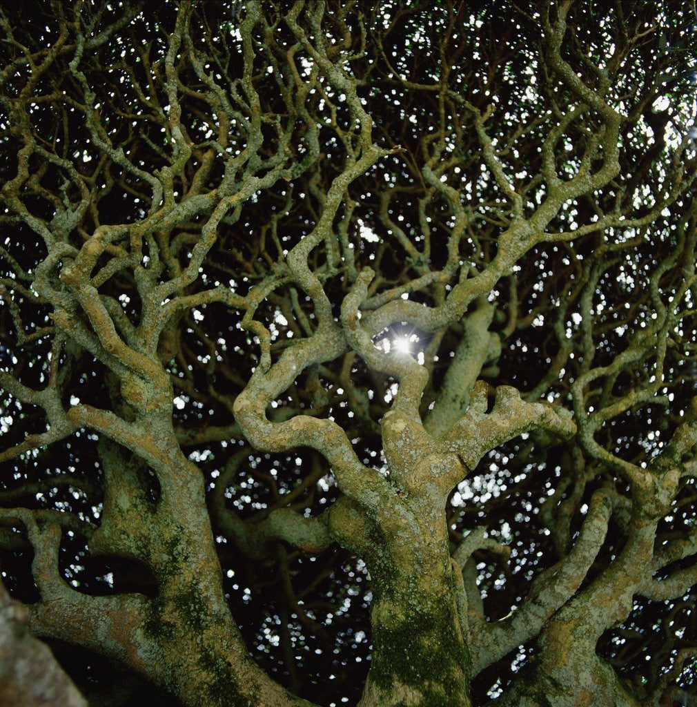 Detail of Sunlight Passing Through Thick Tree Branches by Anonymous
