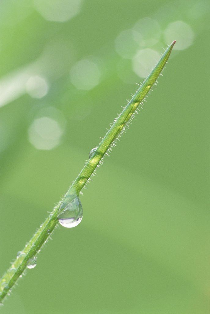 Detail of Dew on a Blade of Grass by Anonymous