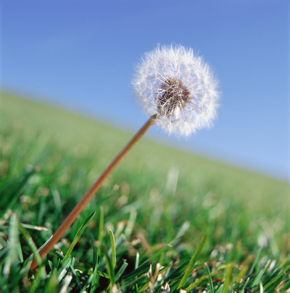 Detail of Dandelion by Anonymous