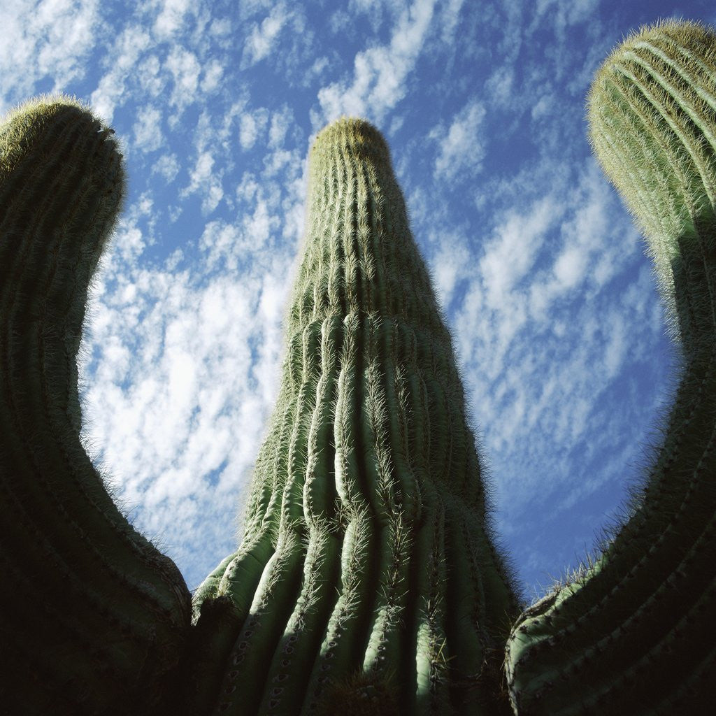 Detail of Saguaro Cactus by Anonymous