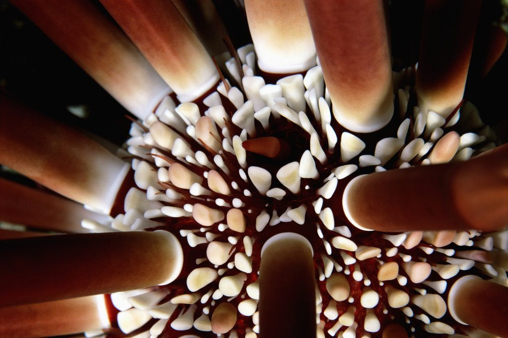 Detail of Slate-Pencil Sea Urchin by Corbis
