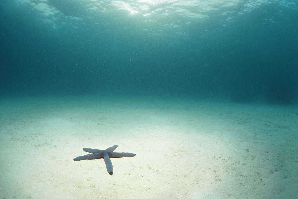 Detail of Blue Sea Star in Open Ocean by Anonymous
