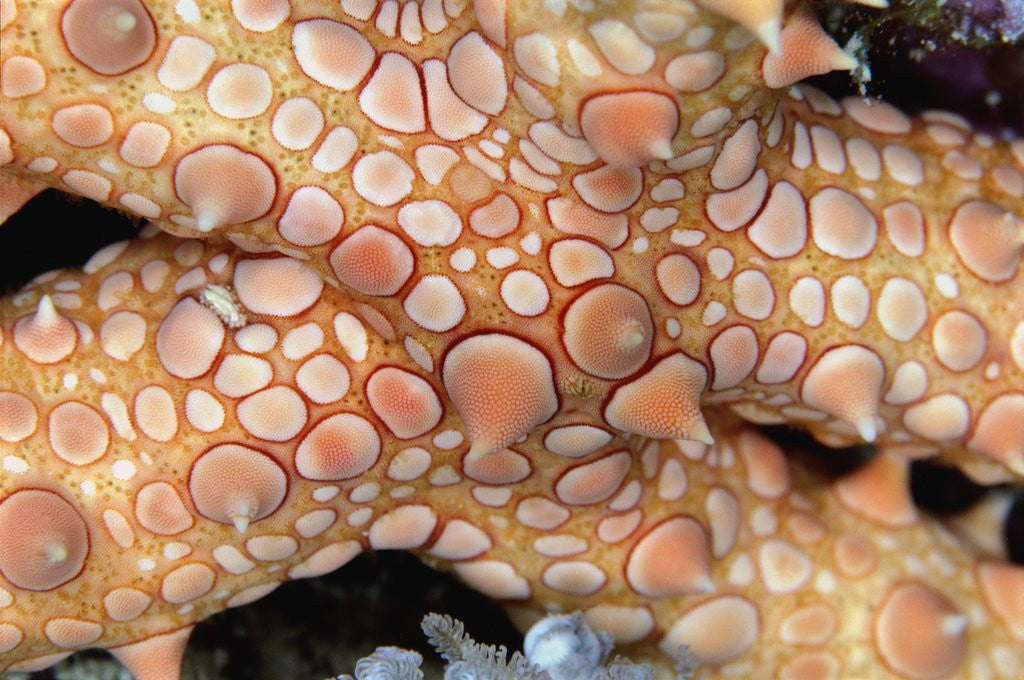 Detail of Spiny Starfish by Anonymous