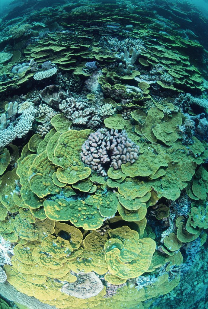 Detail of Elephant Ear Coral by Anonymous