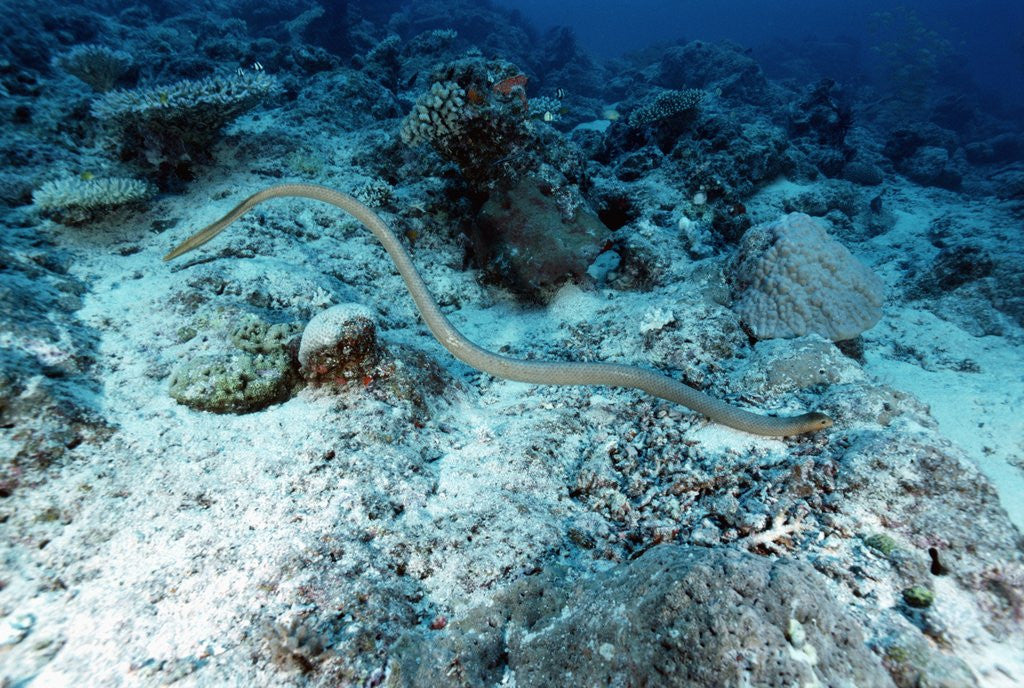 Detail of Olive Sea Snake by Corbis