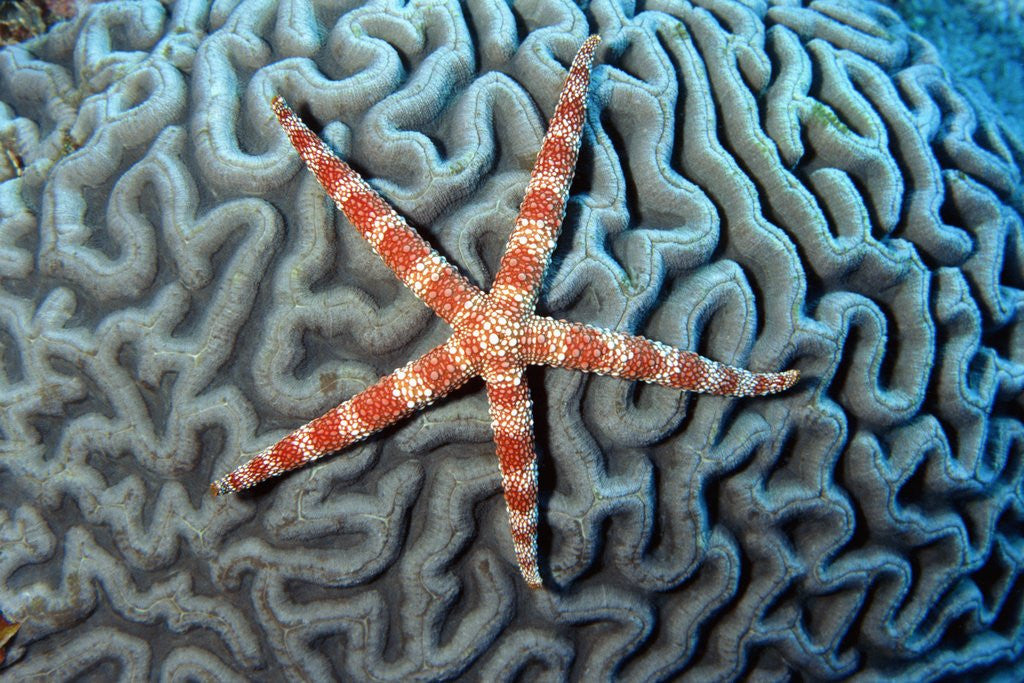 Detail of Starfish on Coral by Anonymous