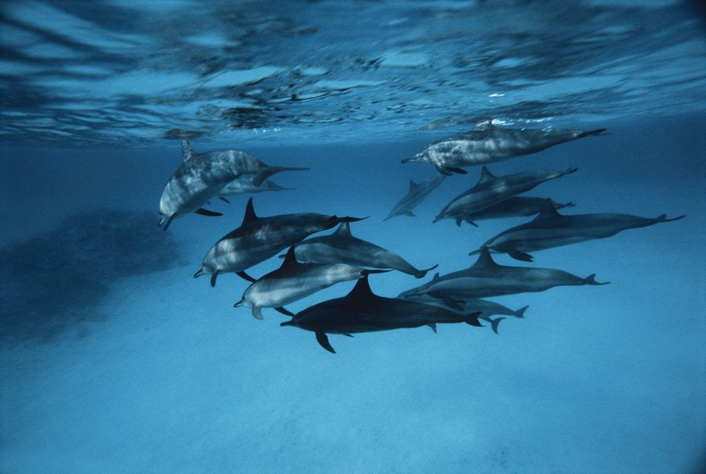 Detail of Pod of Dolphins by Anonymous