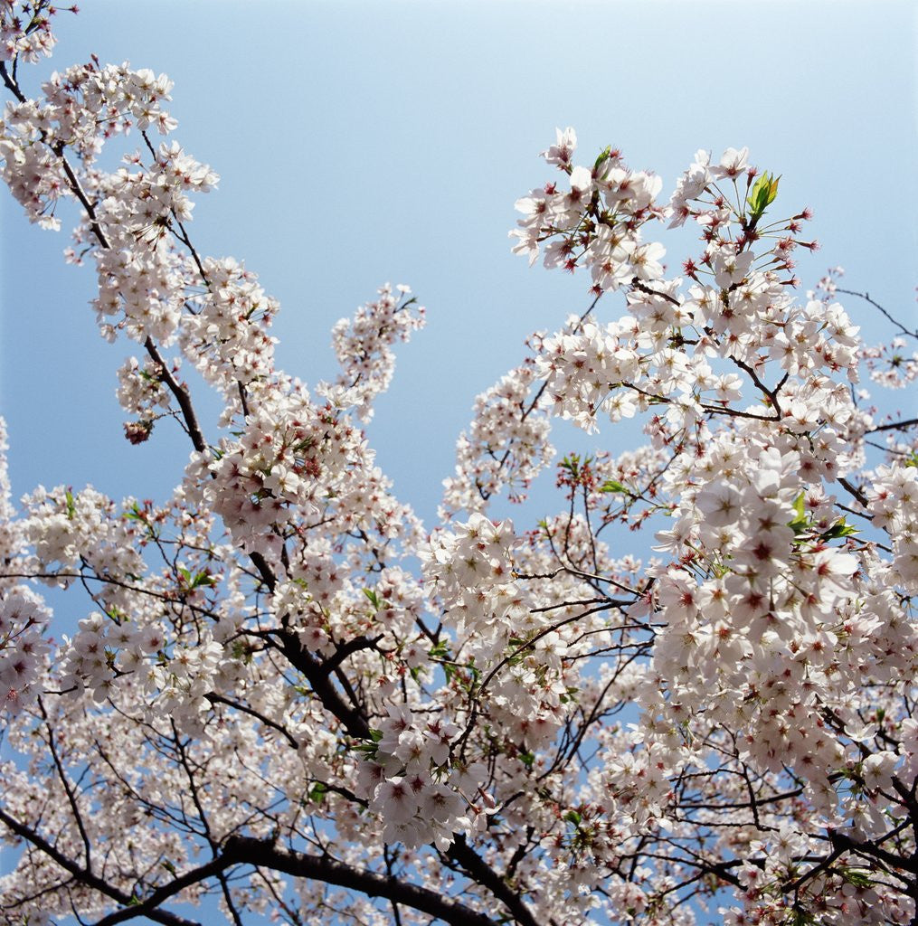 Detail of Branches of a cherry tree by Anonymous