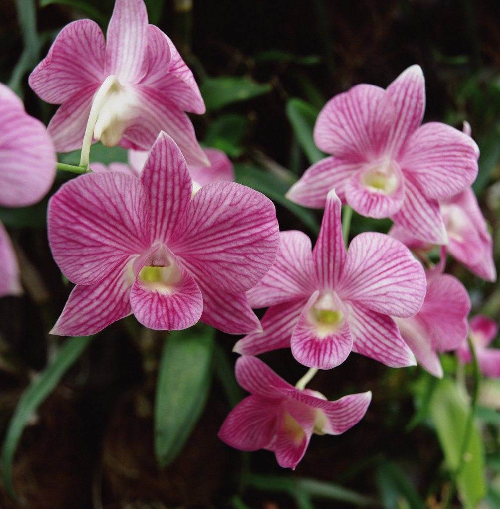Detail of Orchids by Corbis