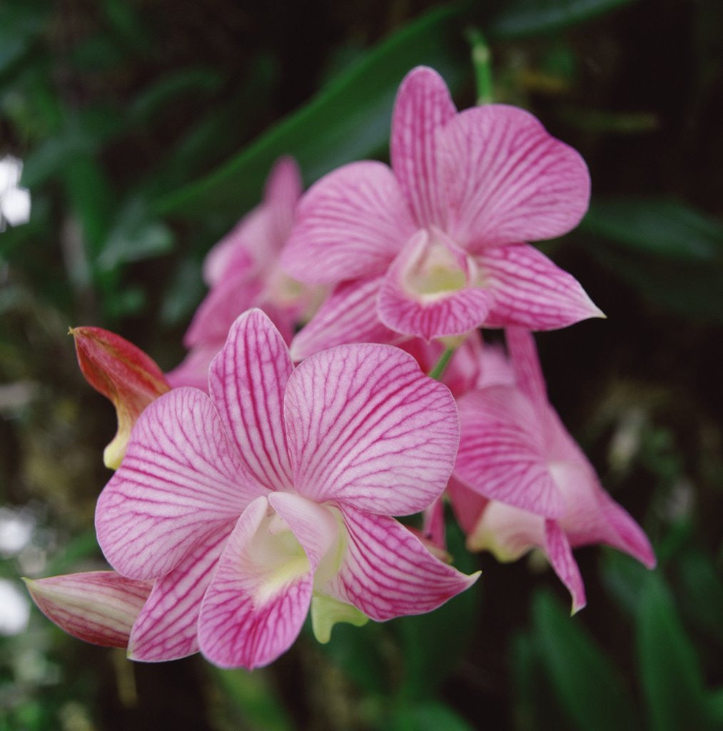 Detail of Orchids by Anonymous