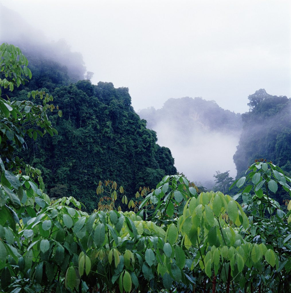 Detail of Tropical Rainforest Thailand by Corbis