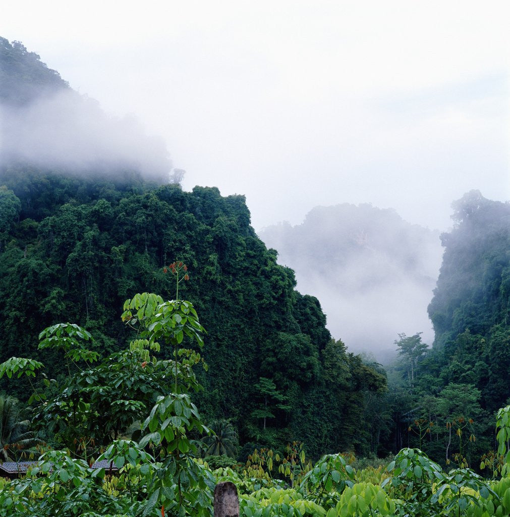 Detail of Tropical Rainforest Thailand by Anonymous