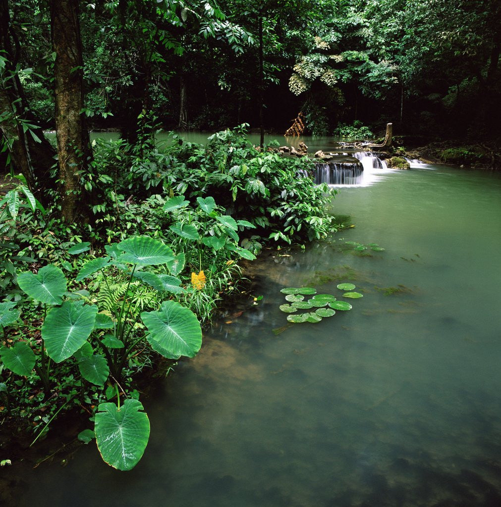 Detail of Waterfall Thailand by Anonymous