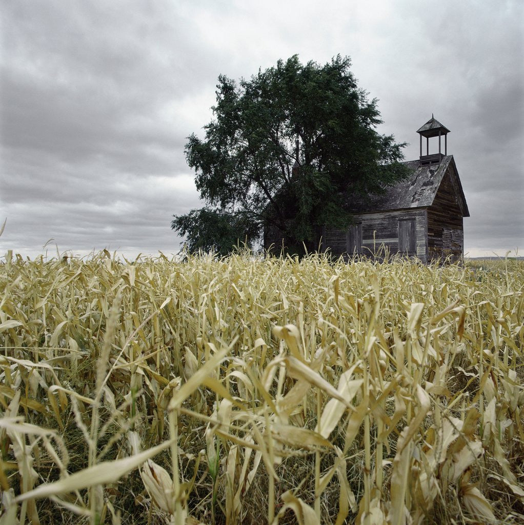 Detail of A dilapidated building in a field by Anonymous