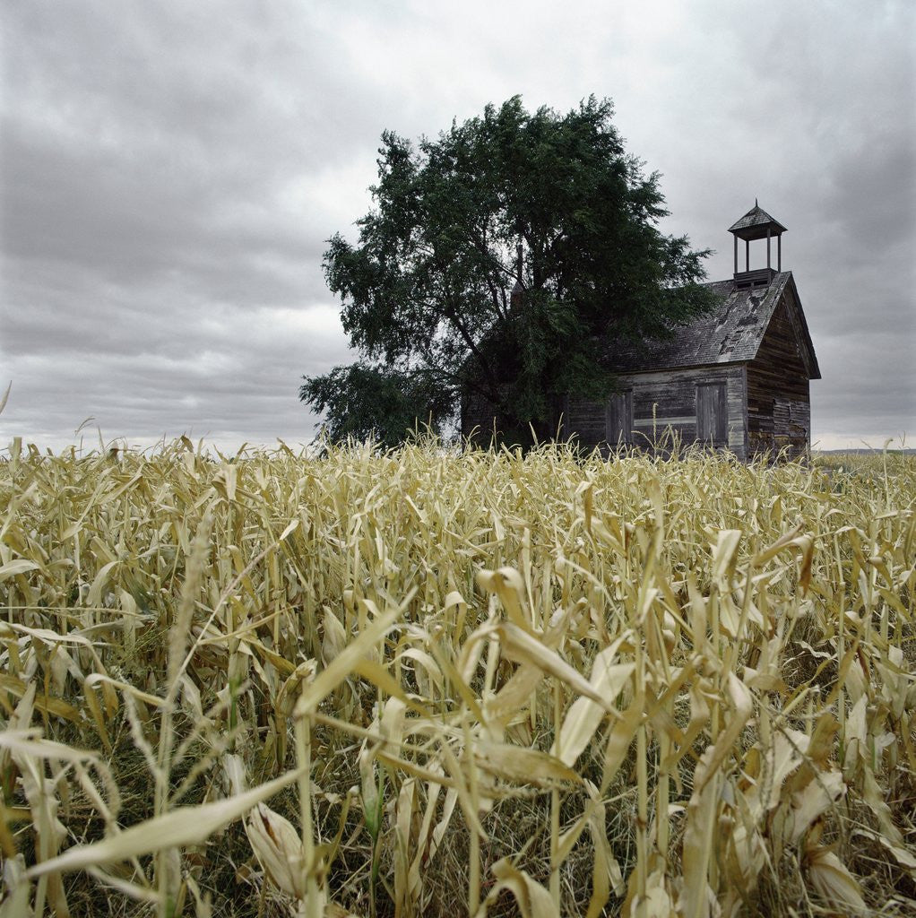 Detail of A dilapidated building in a field by Corbis