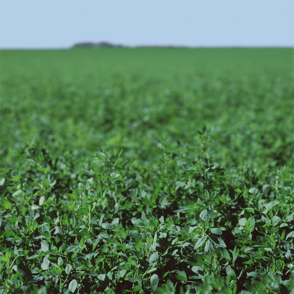 Detail of Crops growing in a field by Anonymous