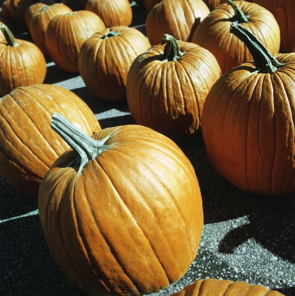 Detail of Rows of pumpkins by Anonymous