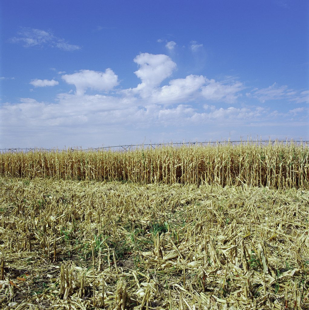Detail of Crops growing in a field by Corbis