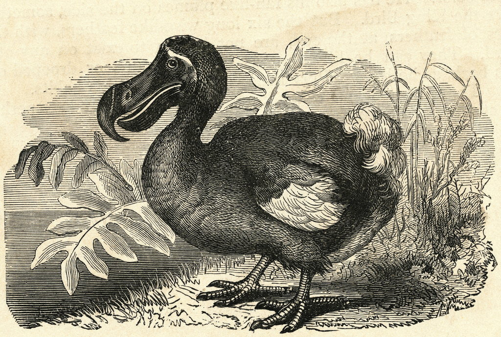 Detail of Engraving of a Dodo Bird by Anonymous