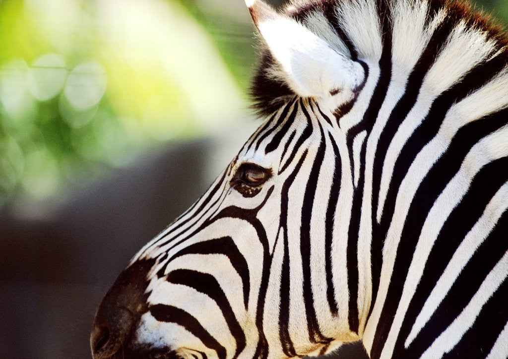 Detail of Head of a Zebra by Anonymous