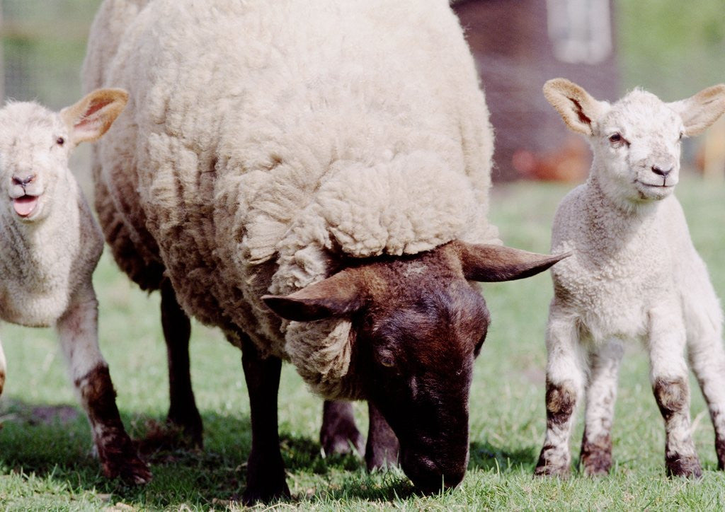 Detail of Sheep Grazing with Young Lambs by Anonymous