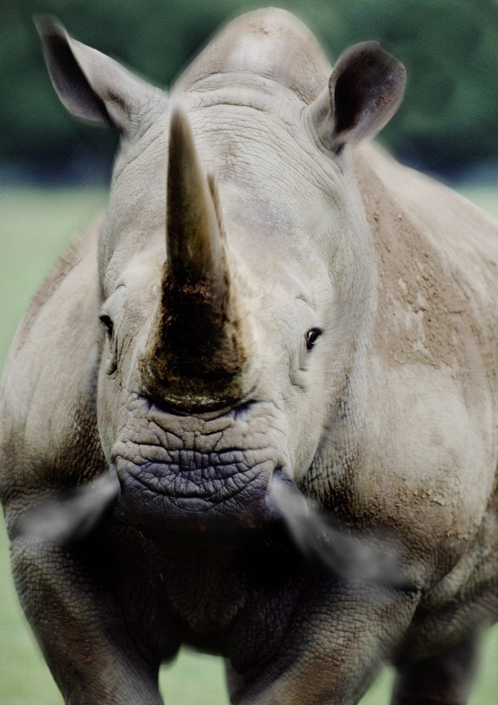 Detail of Charging Rhino by Anonymous